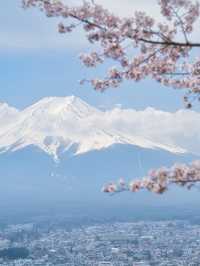 【山梨・桜】海外からも大絶賛✨「the 日本の絶景」が見られる桜のスポット🌸🇯🇵