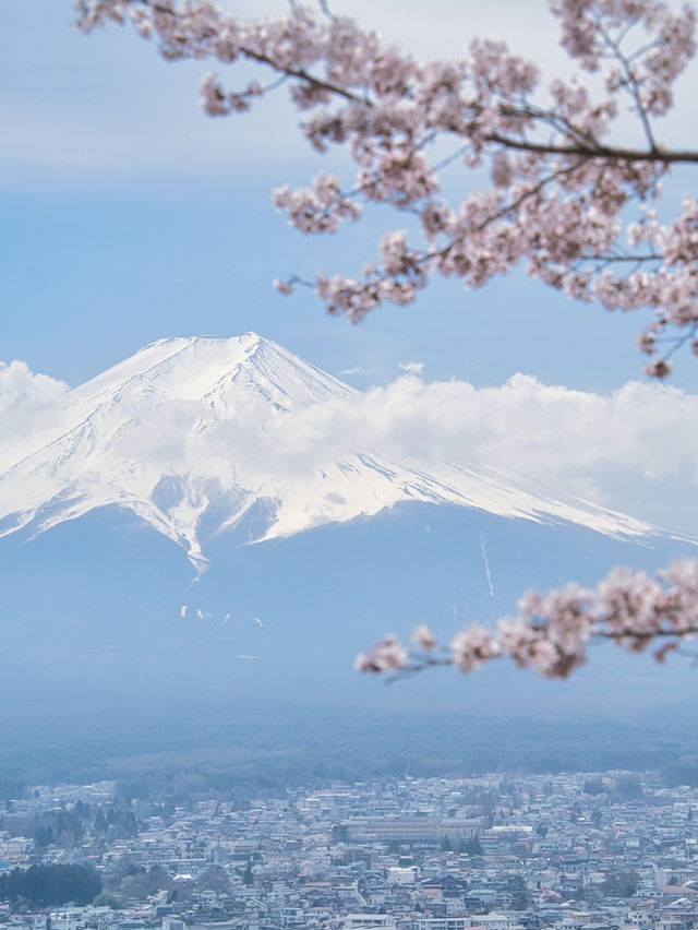 【山梨・桜】海外からも大絶賛✨「the 日本の絶景」が見られる桜のスポット🌸🇯🇵