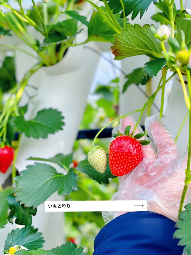 【週末おでかけ】日帰りリフレッシュ！マザー牧場で自然を満喫🍓🐮🌱