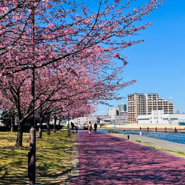 汐入公園賞櫻