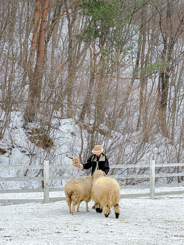 3월까지도 눈이 오는 겨울왕국 대관령 ❄️☃️