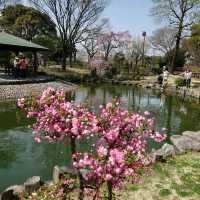 名古屋市の桜名所「荒子川公園」