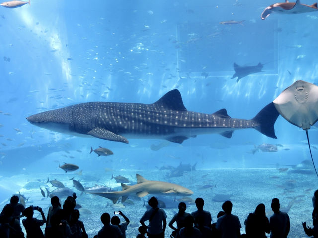 沖繩｜美麗海水族館