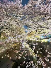 【東京】9割は知らない?!超穴場な夜桜スポット🤍