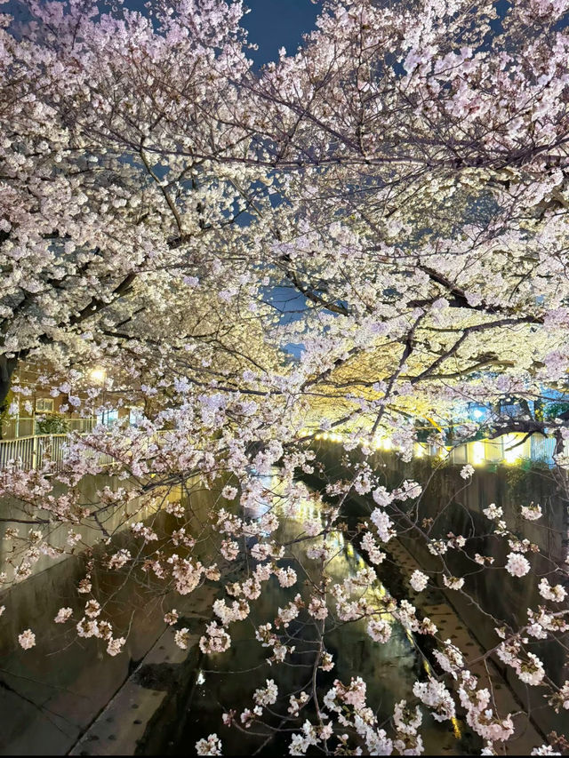 【東京】9割は知らない?!超穴場な夜桜スポット🤍