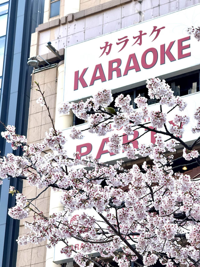 東京賞櫻必到人氣景點 ，逾千棵櫻花樹爭硏鬥麗