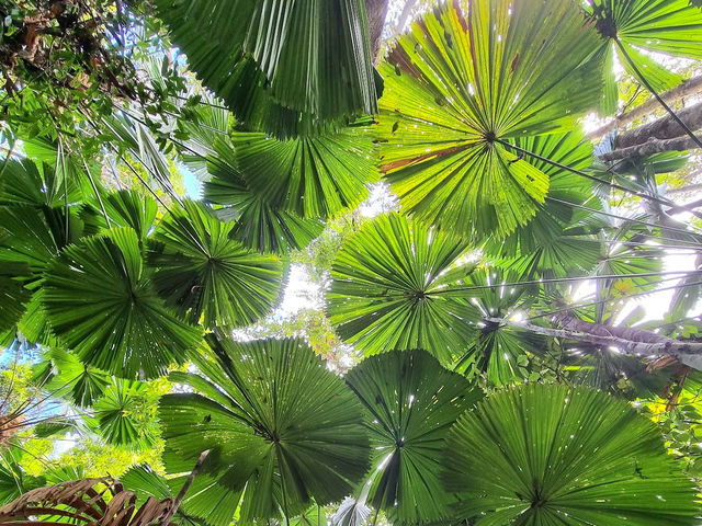 Daintree National Park