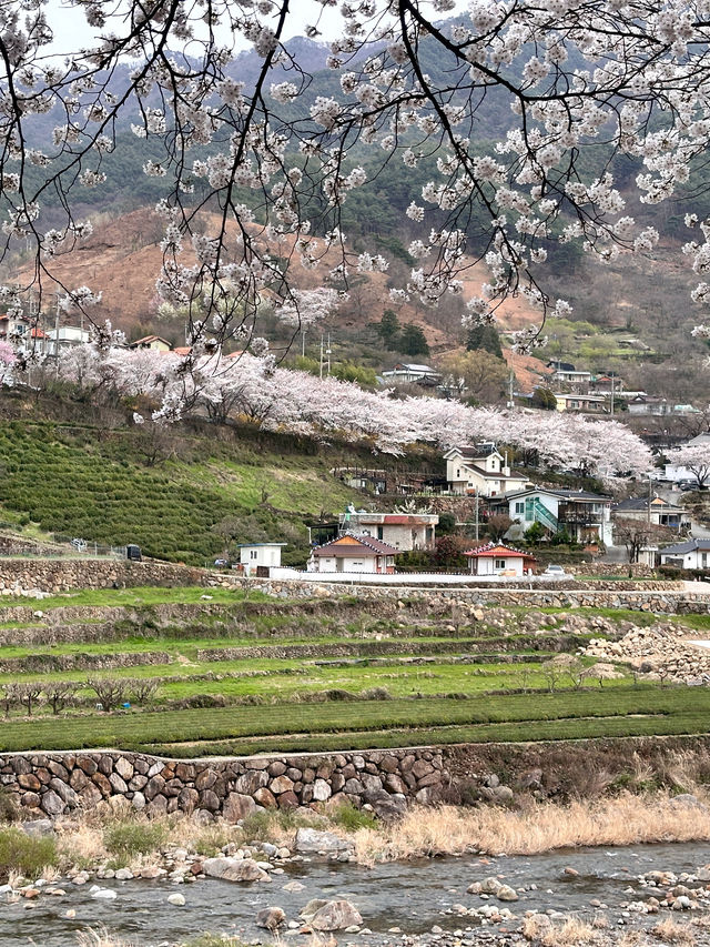 곳곳에 분홍빛이 가득한 경남 하동 벚꽃여행🌸