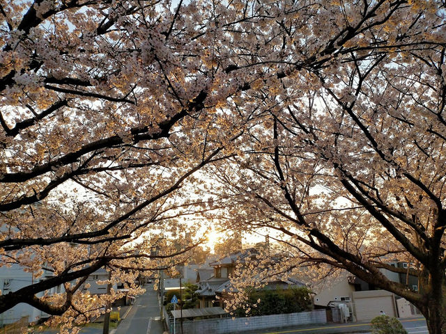 🌸【日韓春天好去處】大分川沿岸櫻花走廊，享受春天的美好時光