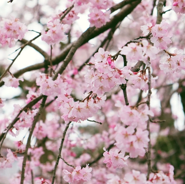 🌸【京都御苑】春日賞花，感受古城氣息🌸