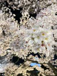 姫路城見るなら西の丸庭園【夜桜編】