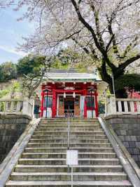 【嚴島神社/神奈川県】インパクトある桜がお出迎え