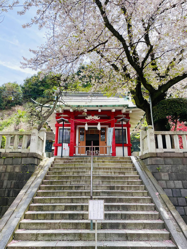 【嚴島神社/神奈川県】インパクトある桜がお出迎え