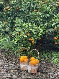 비가와도 귤따기 체험가능한 카페 <카페더콘테나> 🍊