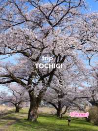 【栃木】田園風景の中に咲く桜