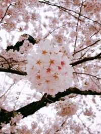 弘前公園裡的櫻花戀歌