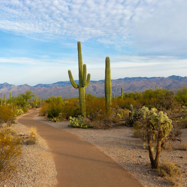 Arizona Desert: An Enchanting Oasis of Natural Wonders