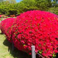 【長野県/岡谷　色とりどりのカラフルな”つつじ”が美しく咲き誇る 『鶴峯公園』】