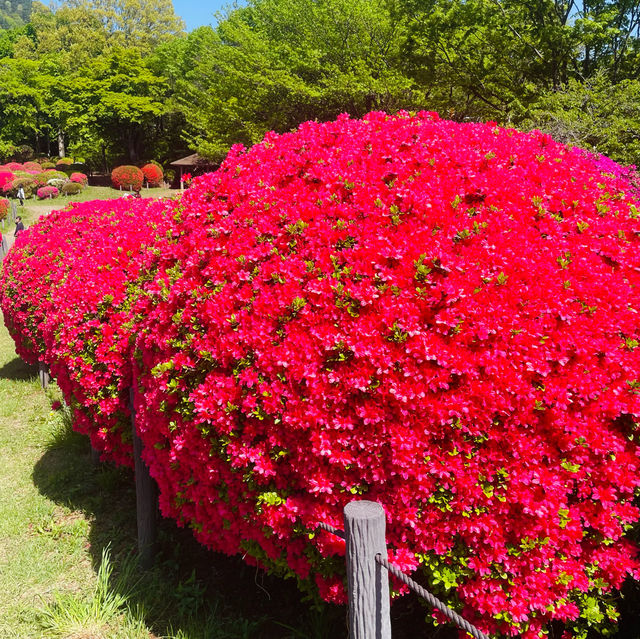 【長野県/岡谷　色とりどりのカラフルな”つつじ”が美しく咲き誇る 『鶴峯公園』】