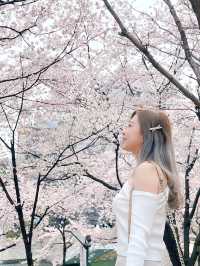 【首爾】石村湖：春天最美的櫻花湖景