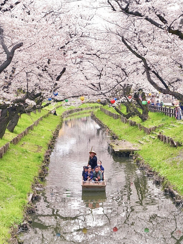 日本東京賞櫻必去之旅🌸