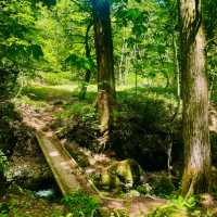 【長野県/荘厳な雰囲気のある樹齢約400年以上の杉並木🌲に木漏れ日が差し込む美しい風景✨】