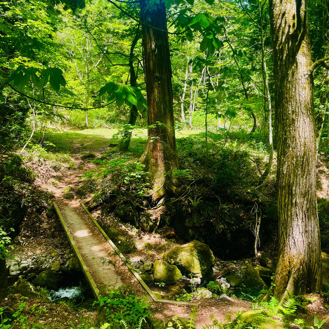 【長野県/荘厳な雰囲気のある樹齢約400年以上の杉並木🌲に木漏れ日が差し込む美しい風景✨】