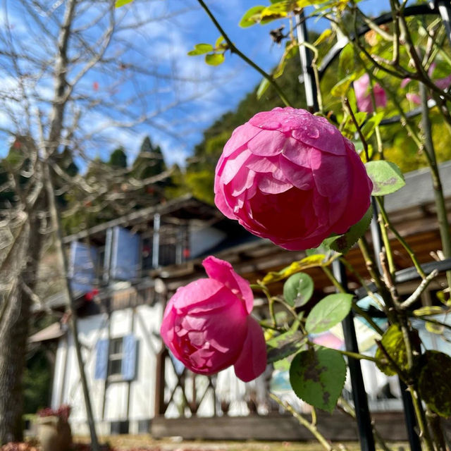 【佐賀カフェ】こちらのスコーンが秀逸