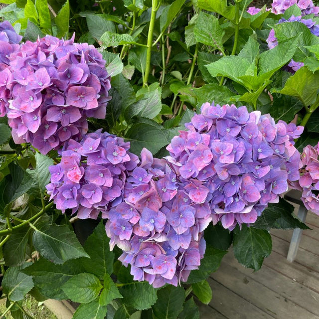 서울근교 알록달록 수국명소 💜