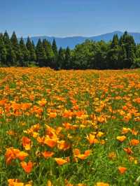 【大分/天国の花畑】天空に見たこともない美しい場所があった！！