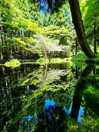 【熊本/ジブリの世界】秘境にあった、美しすぎる水源✨️