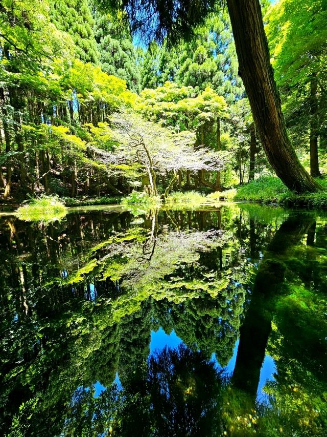 【熊本/ジブリの世界】秘境にあった、美しすぎる水源✨️