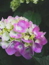 【鎌倉/長谷寺】高台から見る海と紫陽花は天国のよう