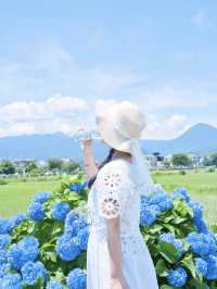 【神奈川】9日間の限定開催‼️あじさい池から田園風景まで楽しめる映えスポット※攻略ポイント付