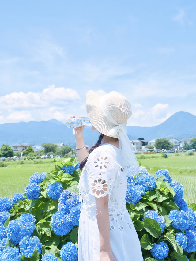 【神奈川】9日間の限定開催‼️あじさい池から田園風景まで楽しめる映えスポット※攻略ポイント付