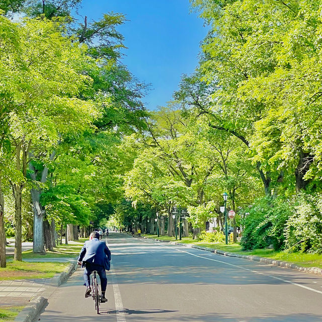 Serene Strolls at Hokkaido University