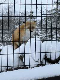 【北海道】旭山動物園：札幌最強！本地人推薦🇯🇵鍾情特色動物造型餅乾！