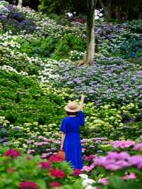 リピート決定💠🤗絶景すぎる紫陽花の楽園🤗💠