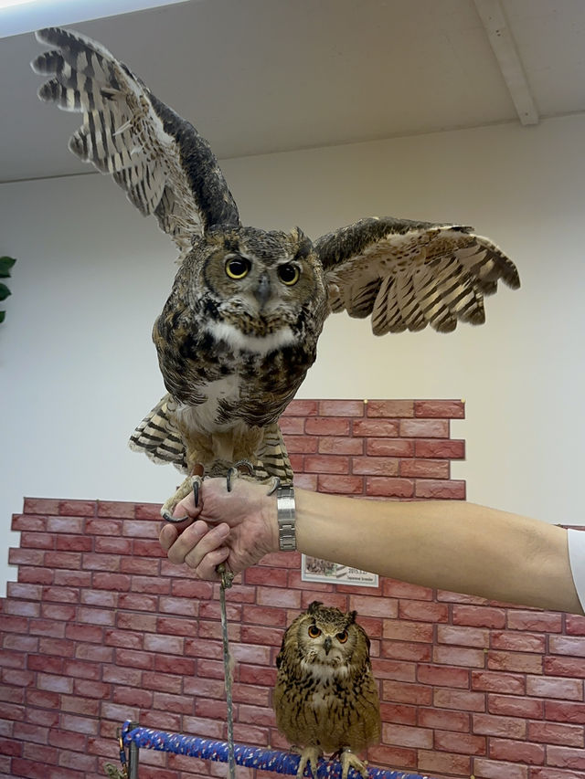 新宿貓頭鷹咖啡廳🦉，超過10隻貓頭鷹🦉等你來！