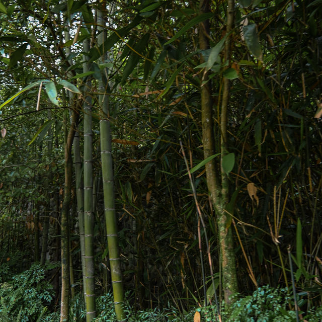 A Peaceful Encounter at Panda Valley, Dujiangyan