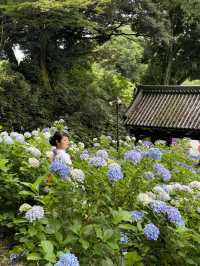 〜茨城県〜7/7まで！絶景すぎるあじさい池✨