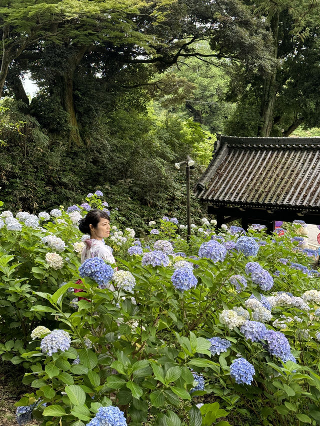 〜茨城県〜7/7まで！絶景すぎるあじさい池✨