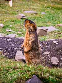 Encountering Prairie Dogs in Dandu Town, Sichuan: A Charming Wildlife Experience