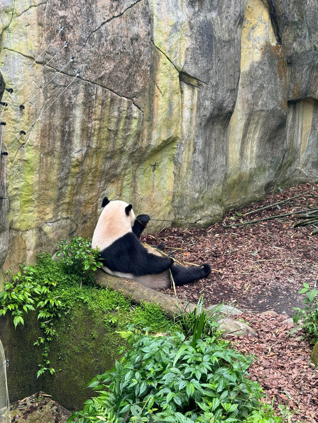 🇨🇳Cute Giants at Dujiangyan Panda Valley 🐼 