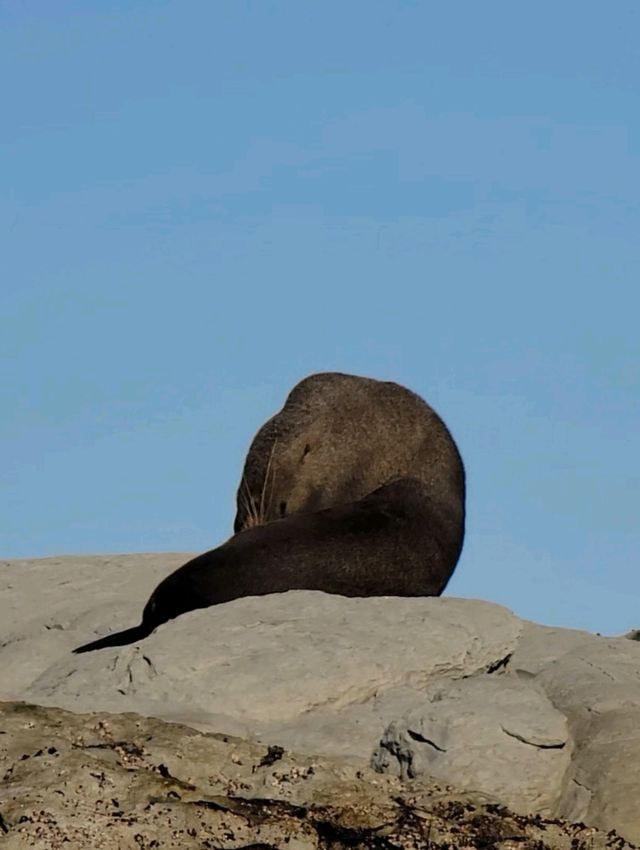 【紐西蘭】凱庫拉皮划艇：壯麗海景，不可錯過的體驗