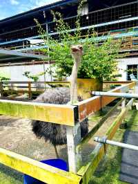 A Fun Day at BSL Ecofarm