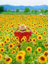 一見の価値あり❣️圧巻のひまわり畑🥰🌻兵庫県小野市🌻