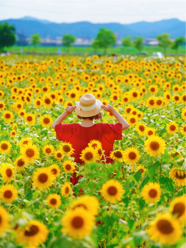 一見の価値あり❣️圧巻のひまわり畑🥰🌻兵庫県小野市🌻 一見の価値あり❣️圧巻のひまわり畑🥰🌻兵庫県小野市🌻