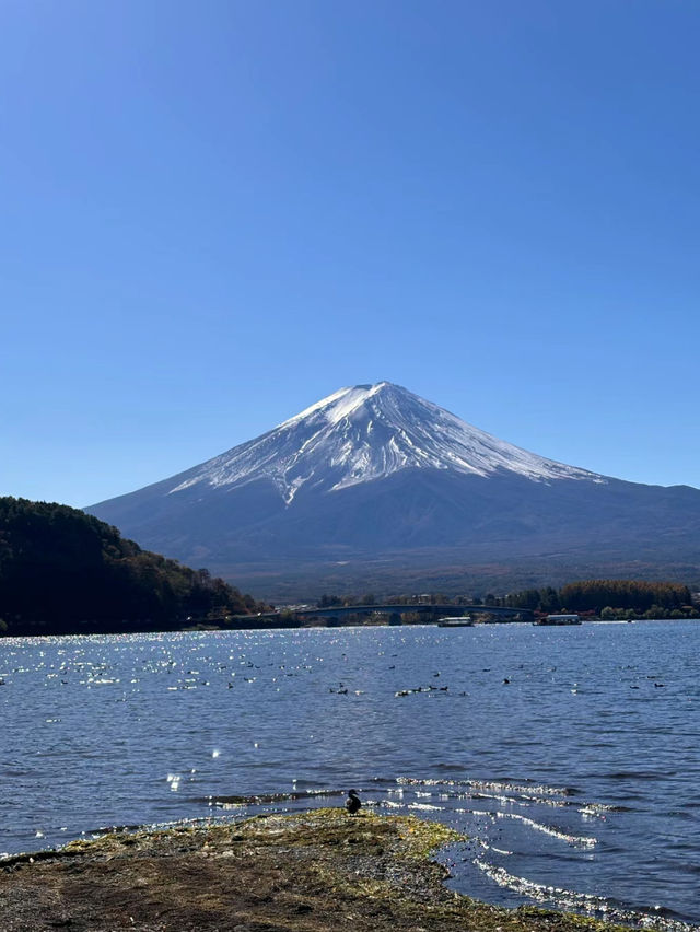 【東京河口湖】富士山景點推薦🏖️🔥：大石公園咖喱飯，Cafe Mimi歐式庭院