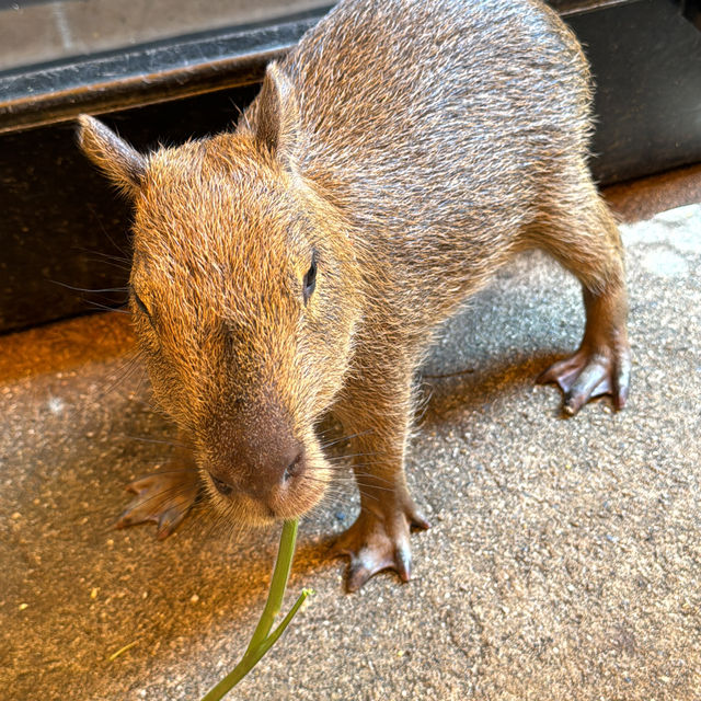 Discover the Magic of Little Zoo Garden in Bangkok